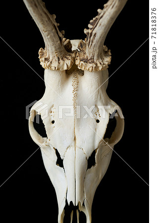 鹿の骨の写真素材