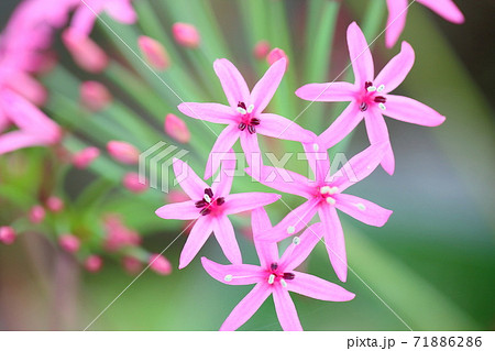 集合体の花の写真素材