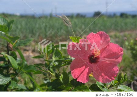 石垣島の花の写真素材