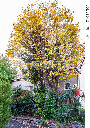 紅葉し落葉するカツラの木の写真素材