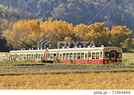 小湊鉄道 紅葉 列車 秋の写真素材