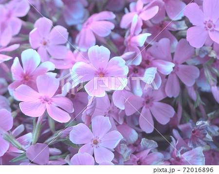 桜に似た花 白の写真素材