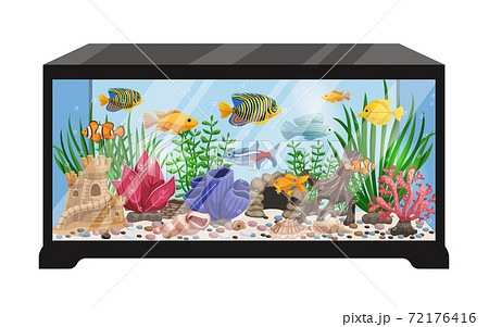 Aquarium fish and tools. House fish, tank glass and care pet