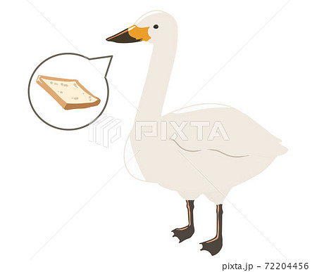 鳥 白鳥 イラスト かわいいのイラスト素材