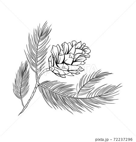 モノクロ まつぼっくり 松かさ 松ぼっくりのイラスト素材