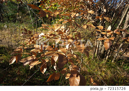 ヤマコウバシ 冬でも葉が 落ちない 縁起のいい落葉樹の写真素材