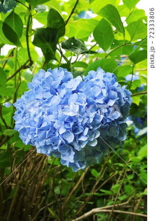 ハート型あじさいの写真素材