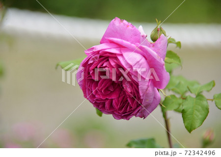 大輪 マゼンタ 薔薇の写真素材