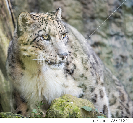 ユキヒョウの写真素材