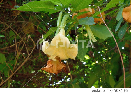 チョウセンアサガオ 緑の葉 白い花の写真素材