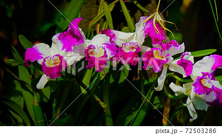 熱帯植物 ハワイ 草 雑草の写真素材