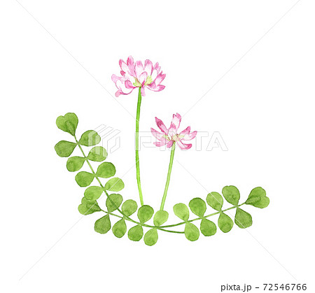 れんげ草のイラスト素材