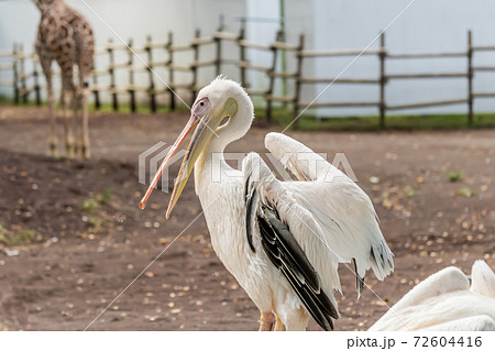 黄色いくちばし 鳥の写真素材