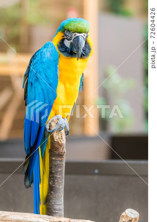 瑠璃金剛インコの写真素材 - PIXTA