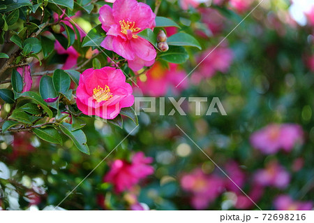 山茶花の写真素材