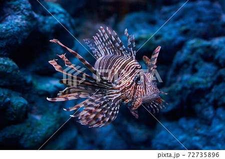 深海魚の写真素材集 ピクスタ