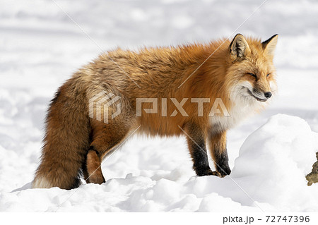 キツネ 狐 の写真素材集 ピクスタ
