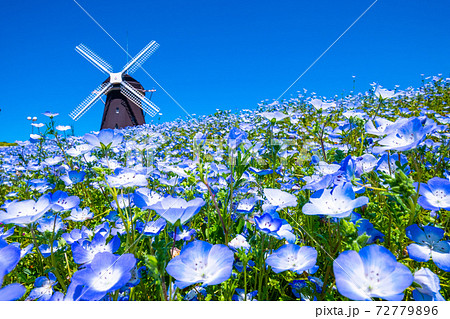 瑠璃の花の写真素材