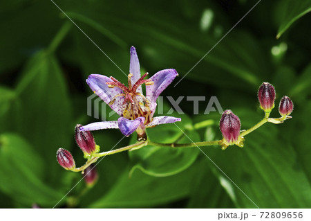 花 植物 山野草 ユリ科の写真素材