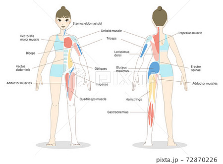 身体部位のイラスト素材