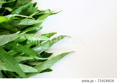 エン菜の写真素材