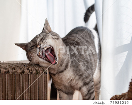 サバネコの写真素材