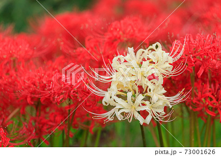 珍しい彼岸花の写真素材