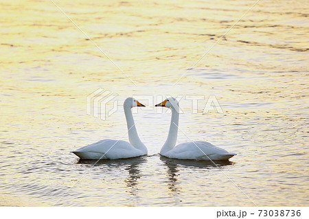 白鳥 ハートの写真素材