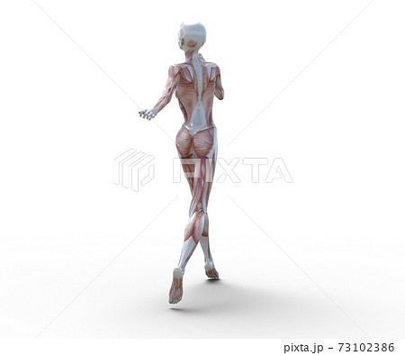 ヌード 人体 女性 筋肉のイラスト素材