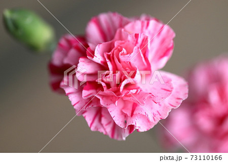 麝香撫子の写真素材