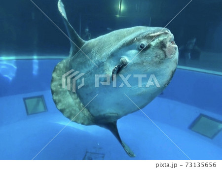 マンボウの写真素材集 ピクスタ