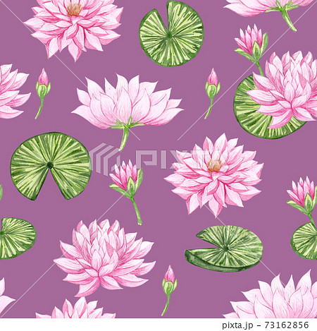 睡蓮のイラスト素材