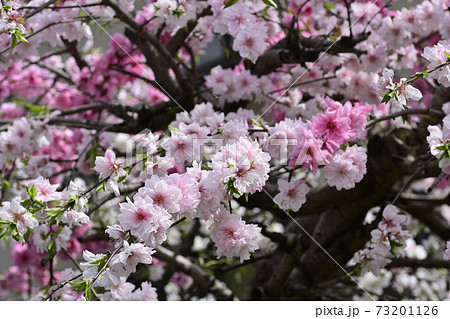 源平枝垂れ花桃の写真素材