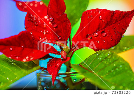 ポインセチア 植物 葉 水滴の写真素材