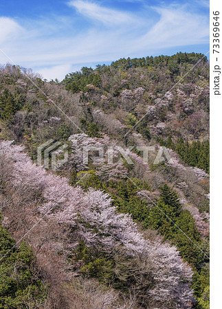 【額装写真】淡色の新緑と山桜        