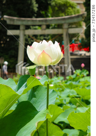 凛とした花の写真素材