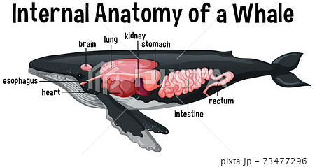 鯨のお腹 クジラの写真素材