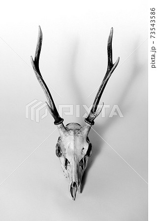 鹿 頭蓋骨 角 骨の写真素材