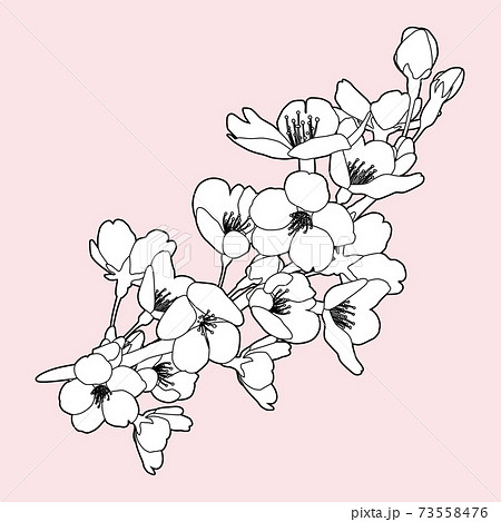 桜 モノクロ 春 花のイラスト素材