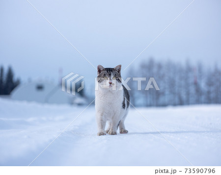 猫 野良猫 ねこ 雪の写真素材