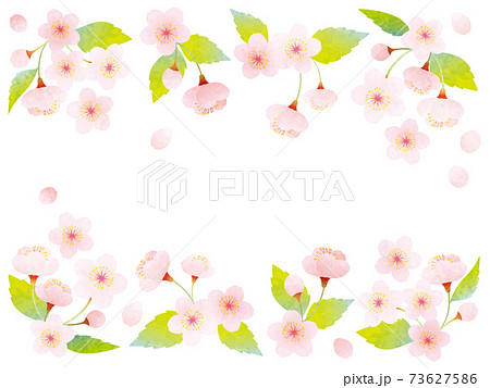 葉桜のイラスト素材