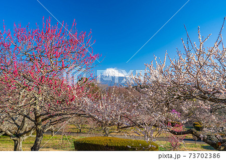 樱桃树岩本山公园富士山樱花岩本山照片素材