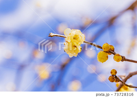 中国原産 花の写真素材