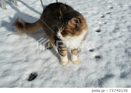 猫 野良猫 ねこ 雪の写真素材