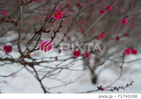 冬 雪 梅 花の写真素材