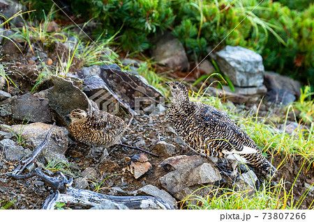 ライチョウ かわいいの写真素材