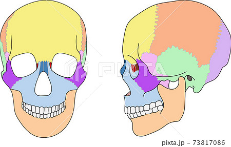 縫合 頭蓋骨のイラスト素材 - PIXTA