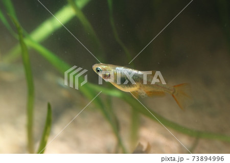 メダカ 卵 魚類 水草の写真素材