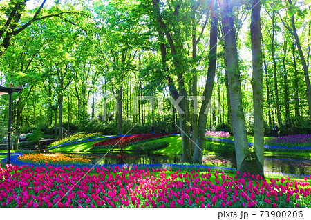 買取評価□オランダ キュウケンホフ公園 ② 風景写真 額縁付A3サイズ 自然、風景