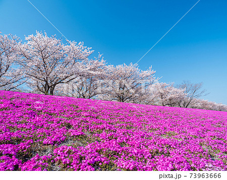 花 シバザクラ 芝桜 壁紙の写真素材